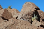 Région de San Pedro de Atacama.
Rencontre avec des viscaches des montagnes, une sorte de lapins carnivore (?!) que l'on trouve au Chili, Pérou et Bolivie.