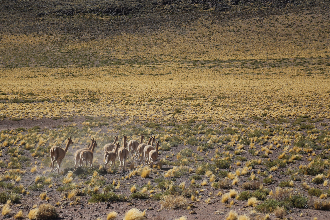 RÃ©gion de San Pedro de Atacama.
On voit beaucoup de vigognes sur les plateaux se dÃ©placer et manger en groupe.
