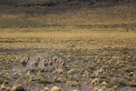 Région de San Pedro de Atacama.
On voit beaucoup de vigognes sur les plateaux se déplacer et manger en groupe.