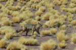 Région de San Pedro de Atacama.
Un renard andin, ou Zorro Andino (mais où vont-ils chercher ces noms ?).