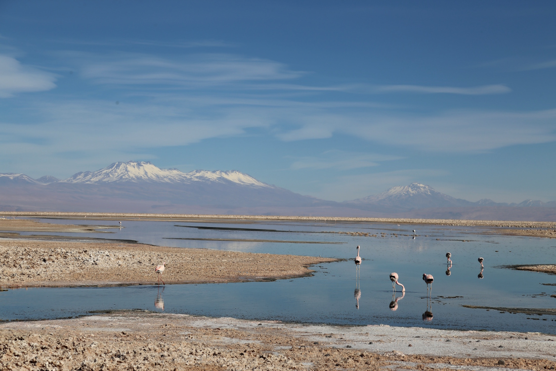 Laguna Chaxa, dans le salar d'Atacama.
On peut y voir quelques flamants roses andins, mais la plupart sont partis au Canada pour l'hiver ...
Quel voyage incroyable pour ces oiseaux !