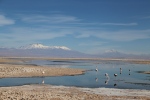 Laguna Chaxa, dans le salar d'Atacama.
On peut y voir quelques flamants roses andins, mais la plupart sont partis au Canada pour l'hiver ...
Quel voyage incroyable pour ces oiseaux !