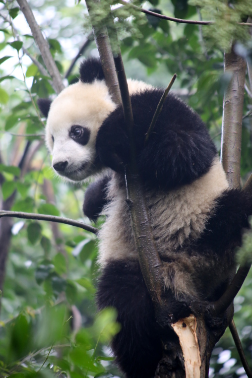 Chengdu. Centre de recherche et d'Ã©levage des Pandas gÃ©ants.