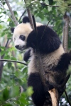Chengdu. Centre de recherche et d'élevage des Pandas géants.