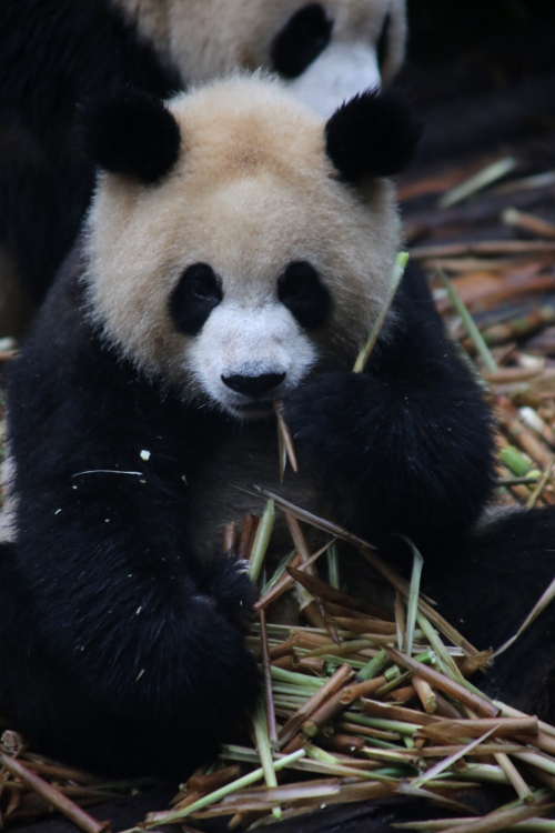 Chengdu. Centre de recherche et d'Ã©levage des Pandas gÃ©ants.