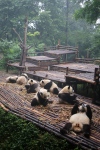 Chengdu. Centre de recherche et d'élevage des Pandas géants.