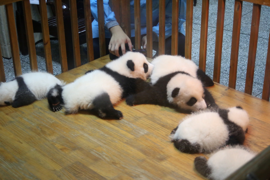 Chengdu. Centre de recherche et d'Ã©levage des Pandas gÃ©ants.