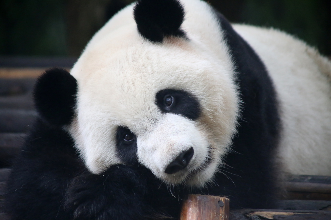 Chengdu. Centre de recherche et d'Ã©levage des Pandas gÃ©ants.