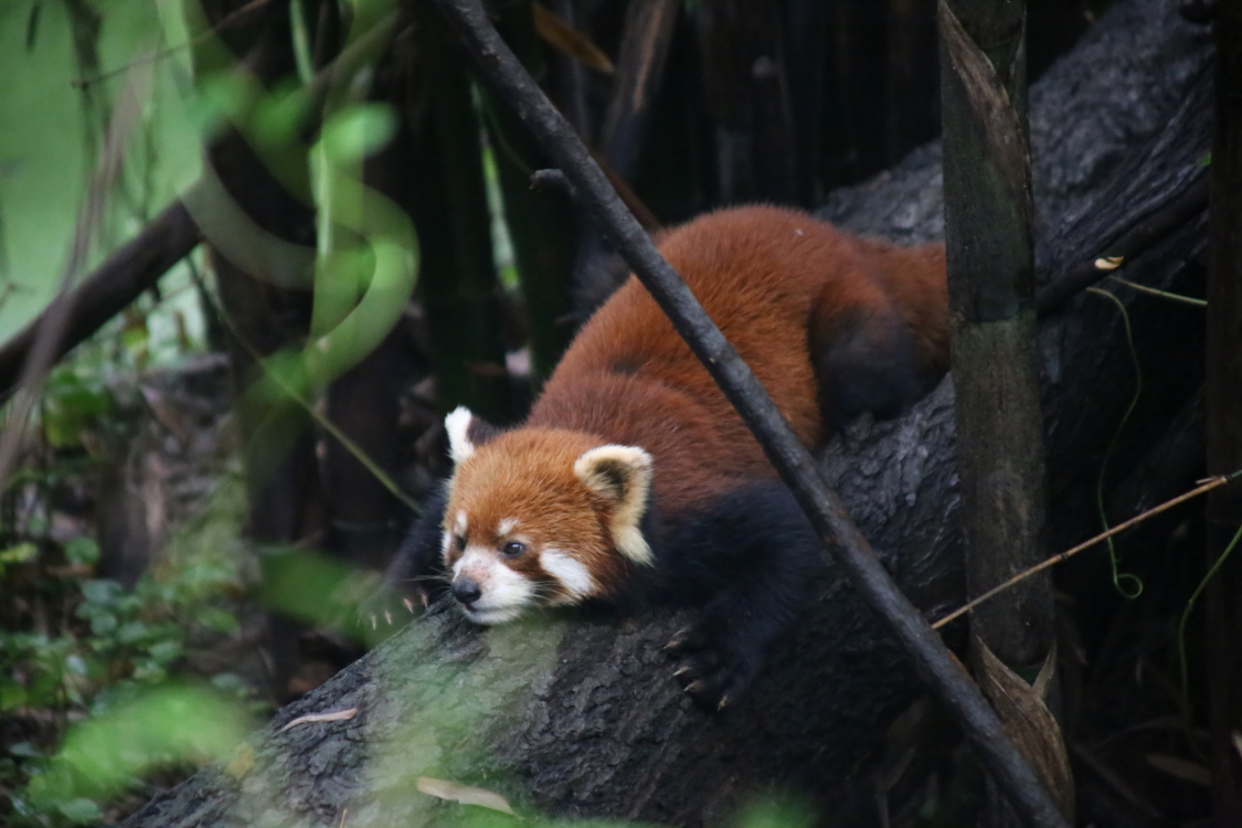 Chengdu. Centre de recherche et d'Ã©levage des Pandas gÃ©ants. Le centre hÃ©berge Ã©galement des Pandas roux, un cousin du Panda gÃ©ant.