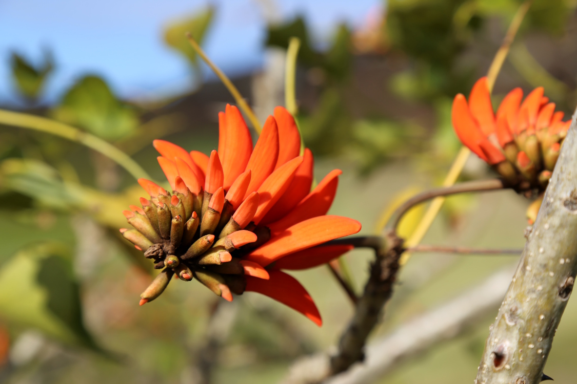 Rano Raraku.
On ne sait pas quel est cet arbre, il y en a de partout sur l'Ã®le.
Mais il est vraiment trÃ¨s beau !