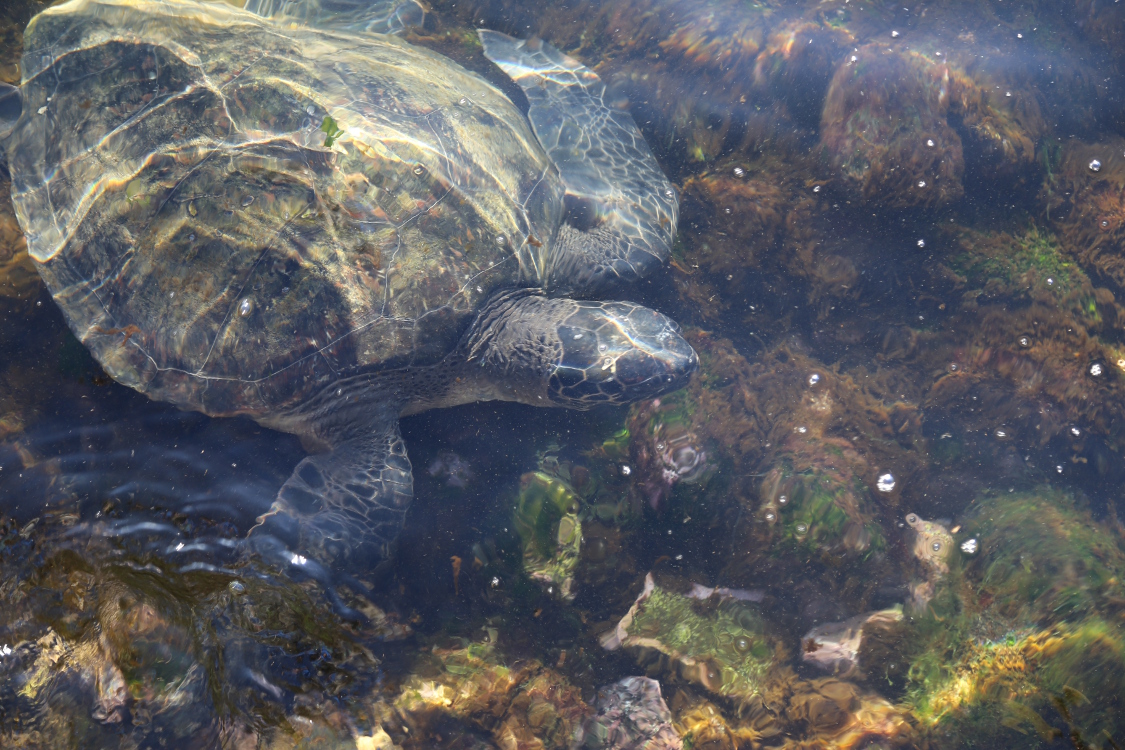 Hanga Roa.
La piscine aux tortues est un espace naturel oÃ¹ les tortues viennent manger la mousse qui pousse sur les rochers.