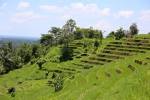 Bali. Jatiluwih.
Sublimes rizières en terrasses centenaires ...
Les enfants ont adoré se promener dans ce dédale de petits chemins, en suivant les petits canaux, et les tubes en bambou qui font passer l'eau d'une parcelle à l'autre.
L'endroit est magnifique !