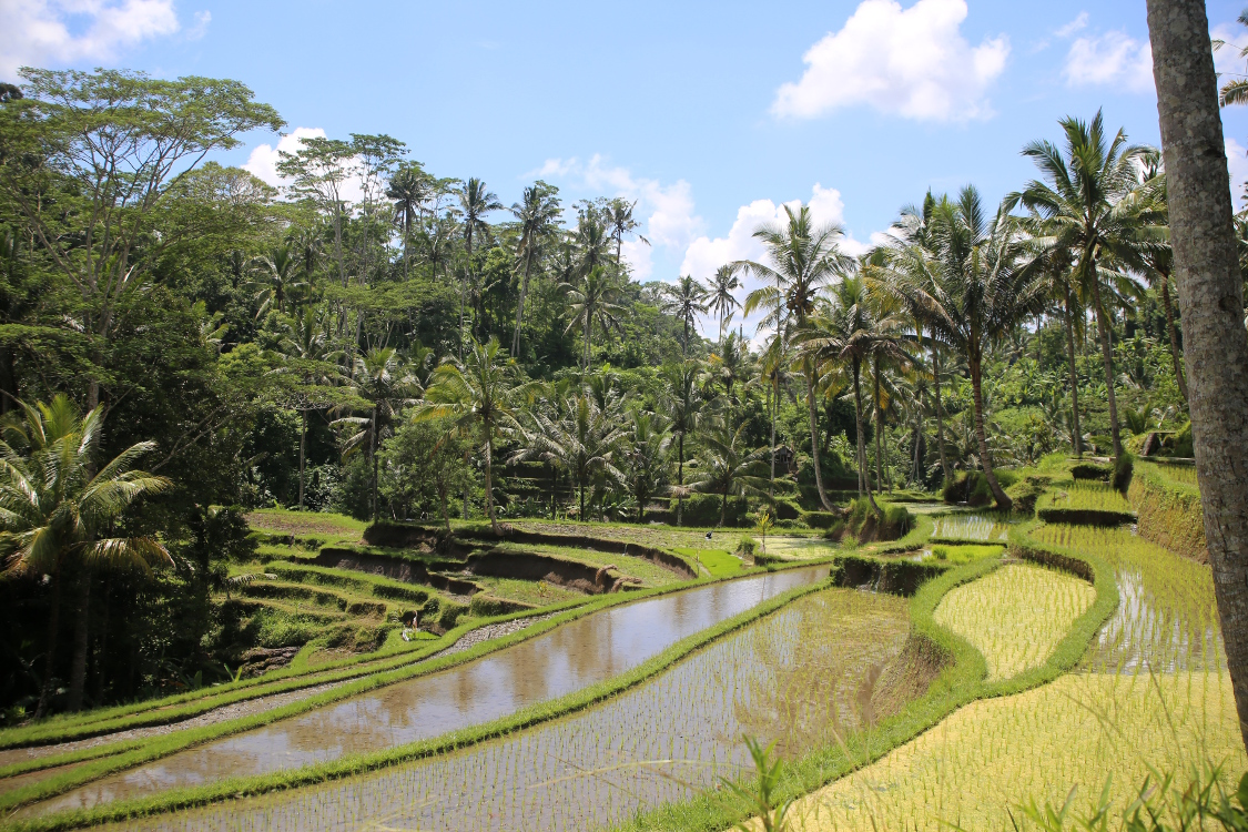 Bali. Temple Gunung Kawi.
La descente au temple offre de superbes vues sur des riziÃ¨res en terrasse.