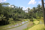 Bali. Temple Gunung Kawi.
La descente au temple offre de superbes vues sur des rizières en terrasse.