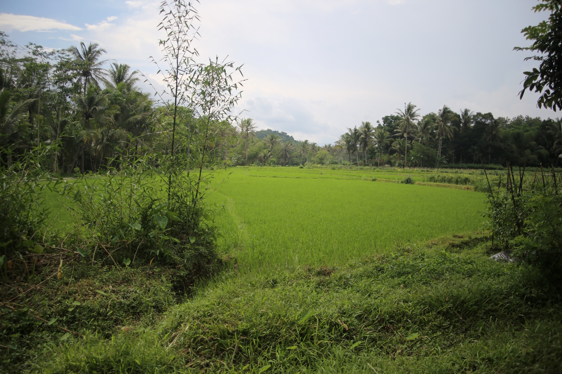 Java. Borobudur.
La campagne aux alentours du temple est superbe, agrÃ©mentÃ©e de petits villages au milieu d'une vÃ©gÃ©tation luxuriante, avec riziÃ¨res, cocotiers, papayers ...