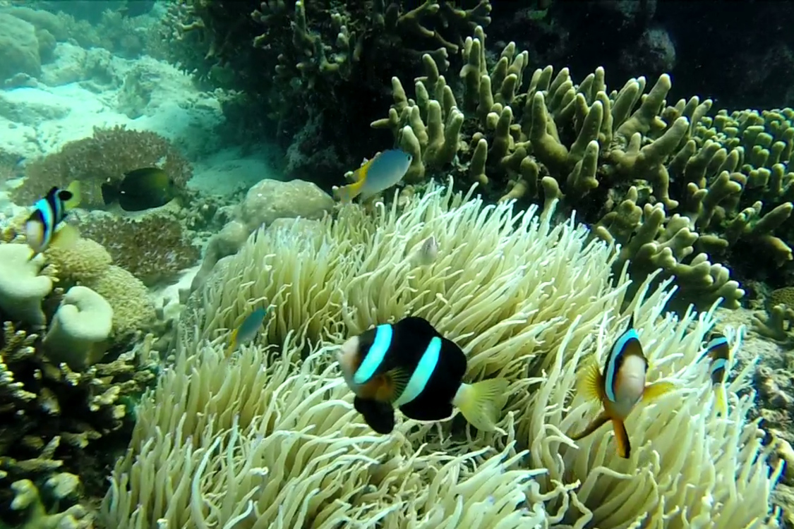Bali. Ile Menjangan.
Poisson-clown de Clark.