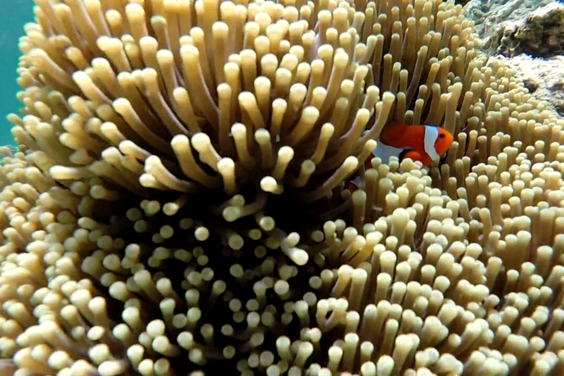 Bali. Ile Menjangan.