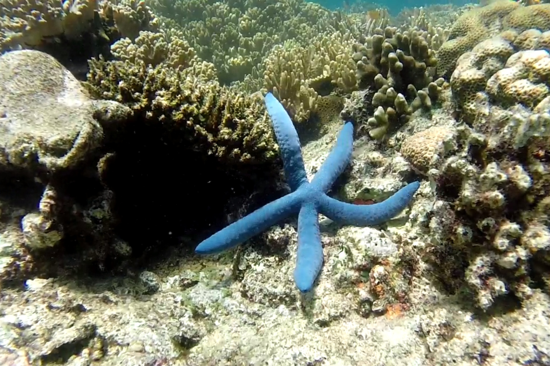 Bali. Ile Menjangan.
Oh, la belle bleue !