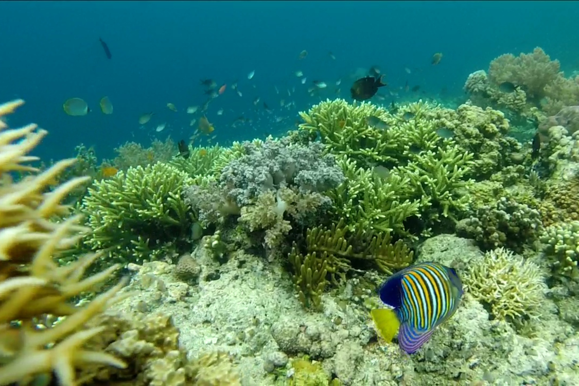 Bali. Ile Menjangan.
Il est assez beau celui-lÃ , mais on ne sait pas comment il s'appelle !
En tout cas, les coraux Ã©taient Ã©galement superbes.