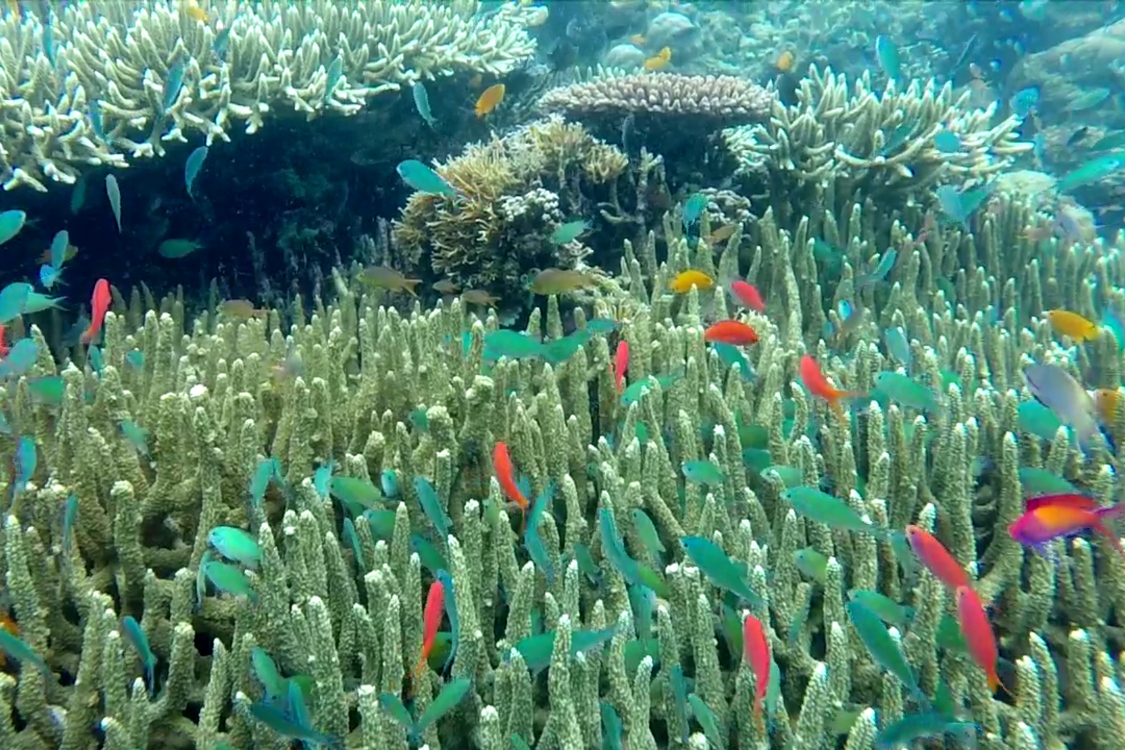 Bali. Ile Menjangan.