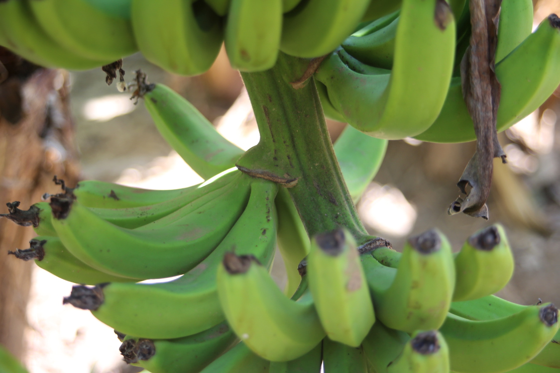Luang Prabang.
On Ã©tait curieux de voir comment s'accrochent les bananes... donc on partage.
