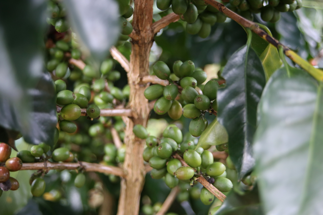 Plateau des Bolovens.
Le plateau est idÃ©al pour la culture du cafÃ©, Arabica et Robusta.
Ici, des graines d'Arabica.