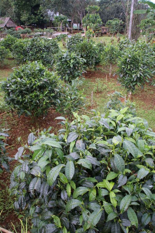 Plateau des Bolovens.
Plants de thÃ©iers. Avec un mÃªme plant, on peut faire cinq thÃ©s diffÃ©rents : le thÃ© blanc, noir, rouge, jaune et vert. C'est le processus de fabrication et les feuilles choisies (notamment pour le thÃ© blanc) qui vont dÃ©finir le type de thÃ©.