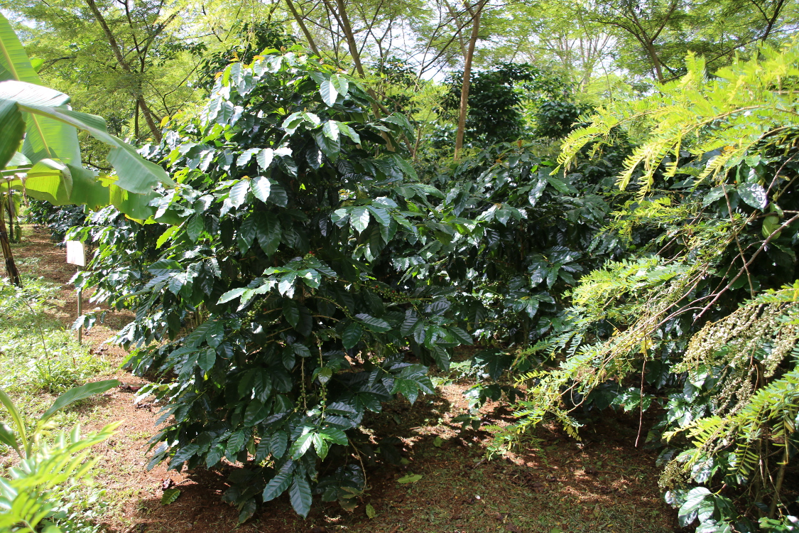 Plateau des Bolovens.
Plants d'Arabica.