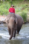 Plateau des Bolovens. Village de Tad Lo.
Les cornacs baignent les éléphants deux fois par jour.