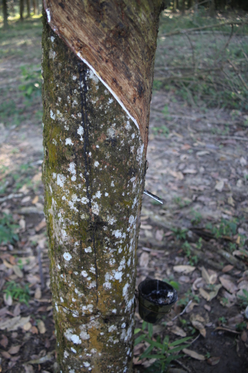 Melaka.
MatinÃ©e vÃ©lo pour dÃ©couvrir la campagne alentour, avec un guide passionnant !
DÃ©couverte de l'hÃ©vÃ©a et de son latex.
On a appris Ã  faire une balle rebondissante en caoutchouc naturel en 2 minutes...