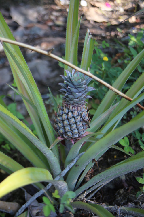 Melaka.
Et pour ceux qui ne le savent pas (comme cela Ã©tait notre cas...), les ananas ne poussent pas sur des arbres !