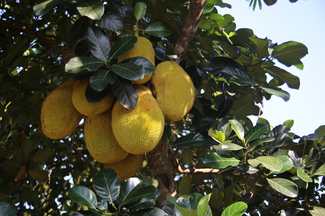 Melaka.
Le durian :
Selon l'Ã©crivain Richard Sterling, 