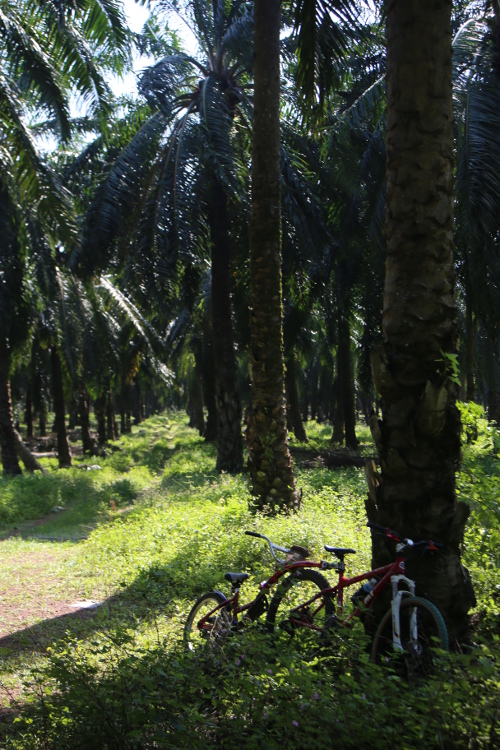 Melaka.
DÃ©couverte des plantations de palmiers Ã  huile.
La Malaisie et l'IndonÃ©sie sont les 2 premiers producteurs mondiaux d'huile de palme, avec de graves consÃ©quences Ã©cologiques.