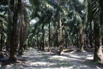 Melaka.
Plantations de palmiers à huile.