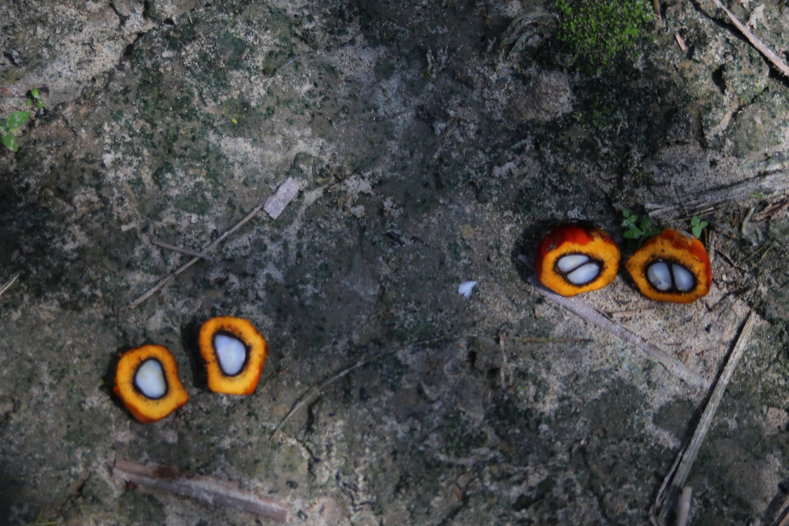 Melaka.
Fruit du palmier Ã  huile. Ces noix sont groupÃ©es en rÃ©gime, et sont ramassÃ©es tous les 50 jours environ, toute l'annÃ©e. La production est donc trÃ¨s importante. Il suffit de presser ce fruit pour voir l'huile sortir.
Cette huile est la premiÃ¨re source de corps gras vÃ©gÃ©tal sur le marchÃ© mondial.