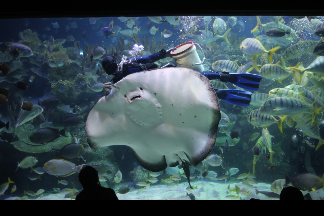 Kuala Lumpur.
Aquarium de KL, assez impressionnant lors des repas...