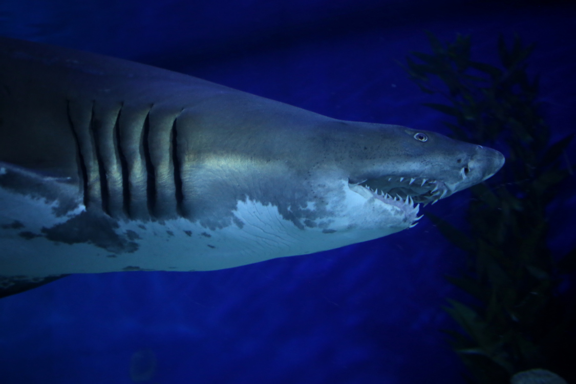 Kuala Lumpur.
Aquarium de KL.