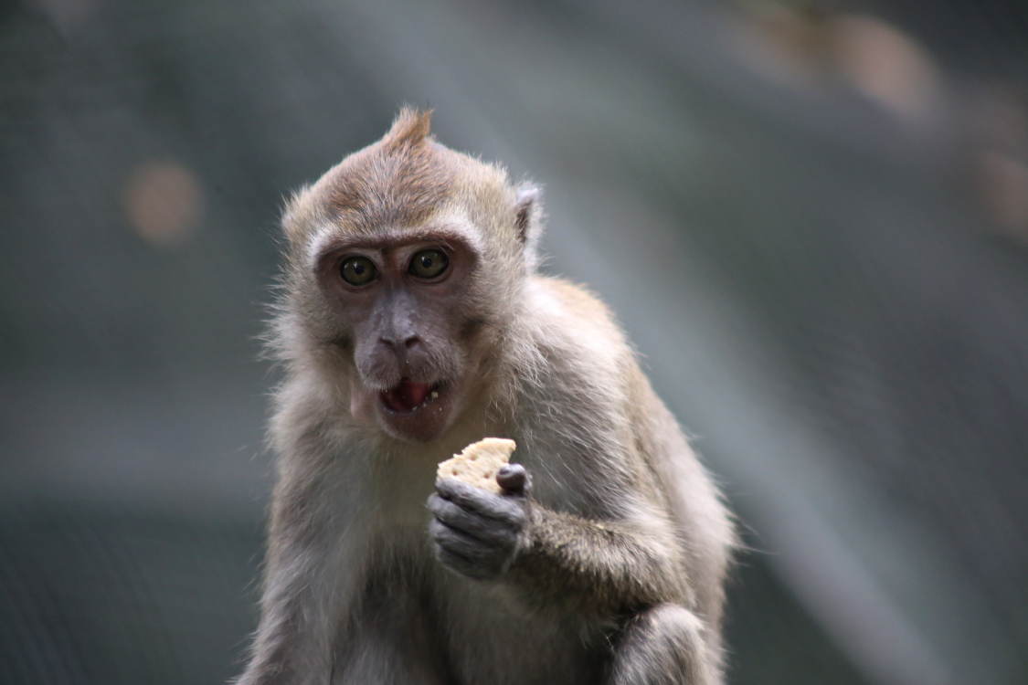 Kuala Lumpur.
Singe Ã  proximitÃ© du parc des oiseaux.