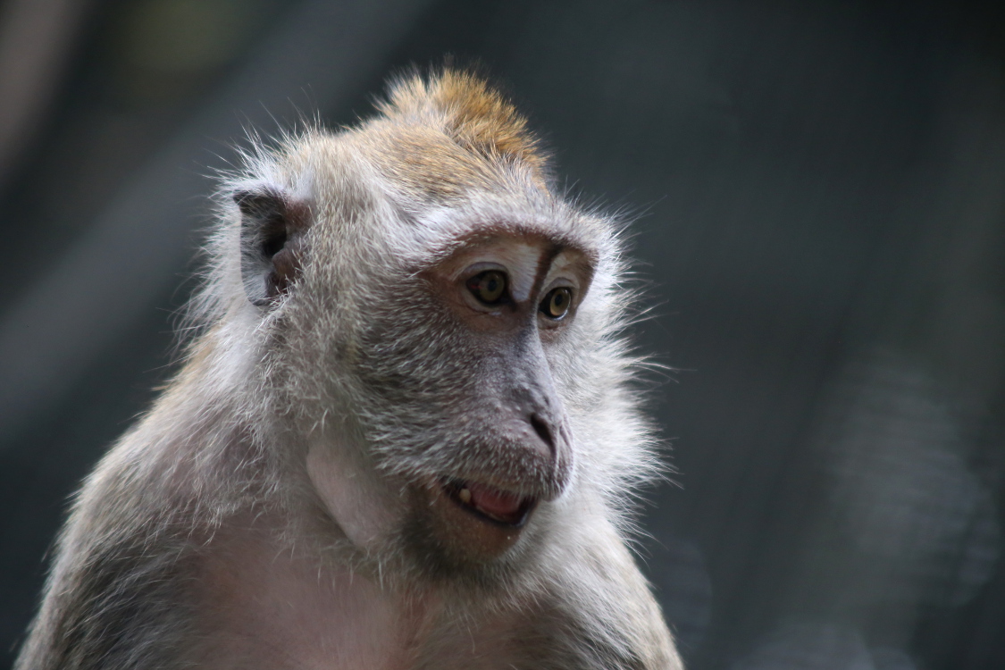 Kuala Lumpur.
Singe Ã  proximitÃ© du parc des oiseaux.