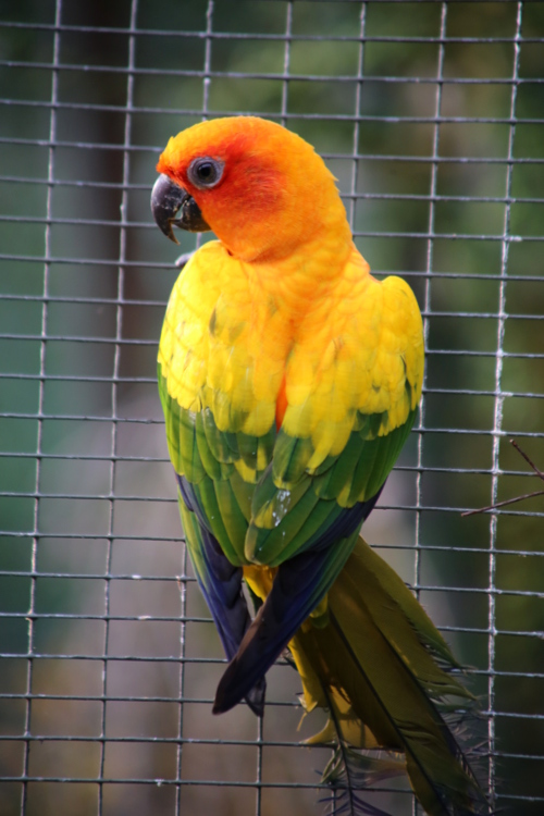 Kuala Lumpur.
Parc des oiseaux de KL.