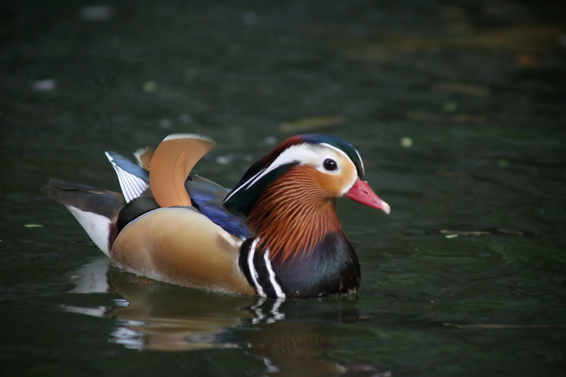 Kuala Lumpur.
Parc des oiseaux de KL.