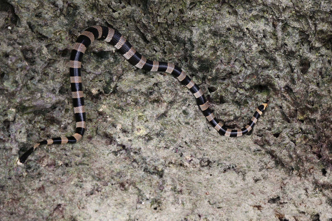 Ile des Pins.
Ilot Moro.
DÃ©couverte du tricot rayÃ© ... un magnifique serpent marin au venin mortel (sa morsure Ã©quivaut Ã  dix fois celle du cobra royal). Heureusement, il n'est pas du tout agressif et est trÃ¨s craintif.
