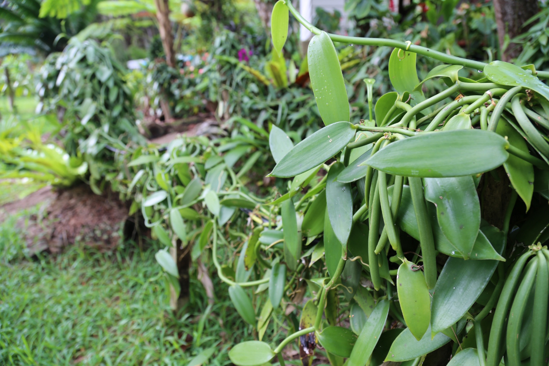 Ile des Pins.
Vanilleraie.