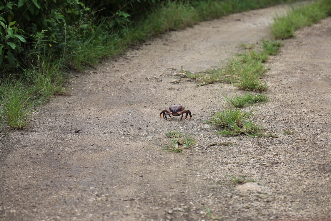 Ile des Pins.
Crabe fantÃ´me.