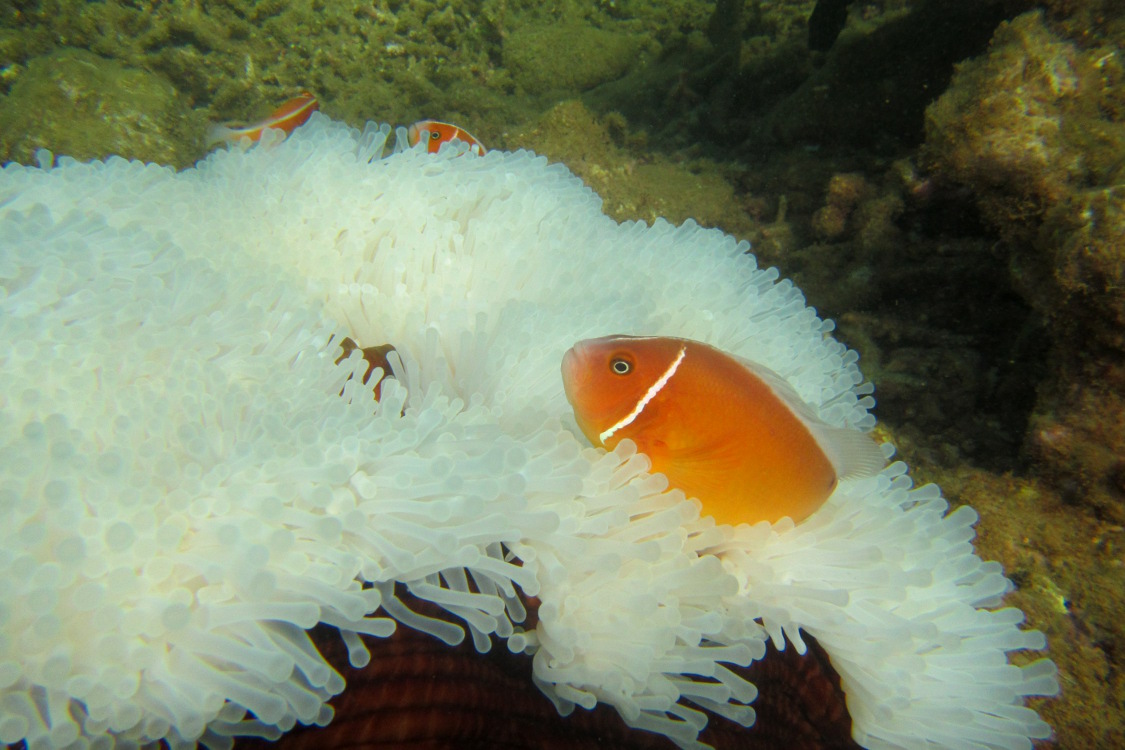 PoindimiÃ©.
Poisson clown Ã  collier, dans une anÃ©mone exceptionnellement blanche (cela arrive environ 15 jours par an. Parait qu'elle est stressÃ© ... comme quoi cela n'arrive pas qu'Ã  nous !).