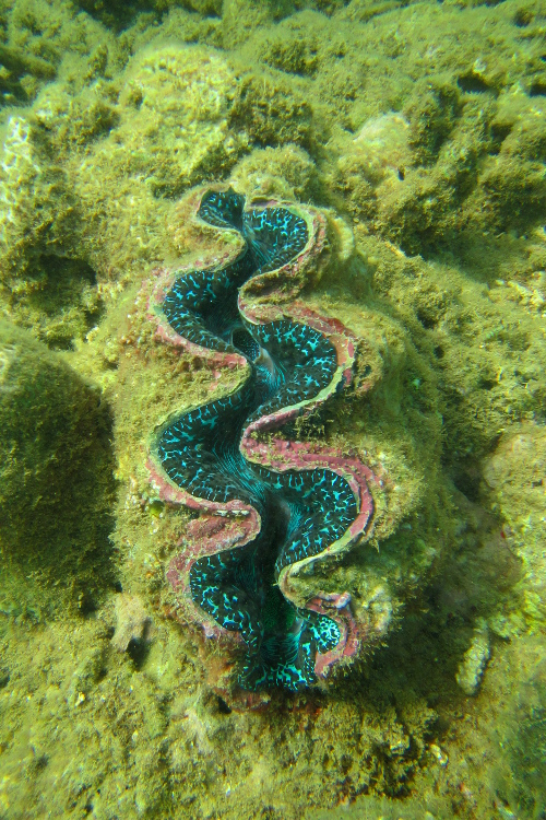 PoindimiÃ©.
Magnifique bÃ©nitier.