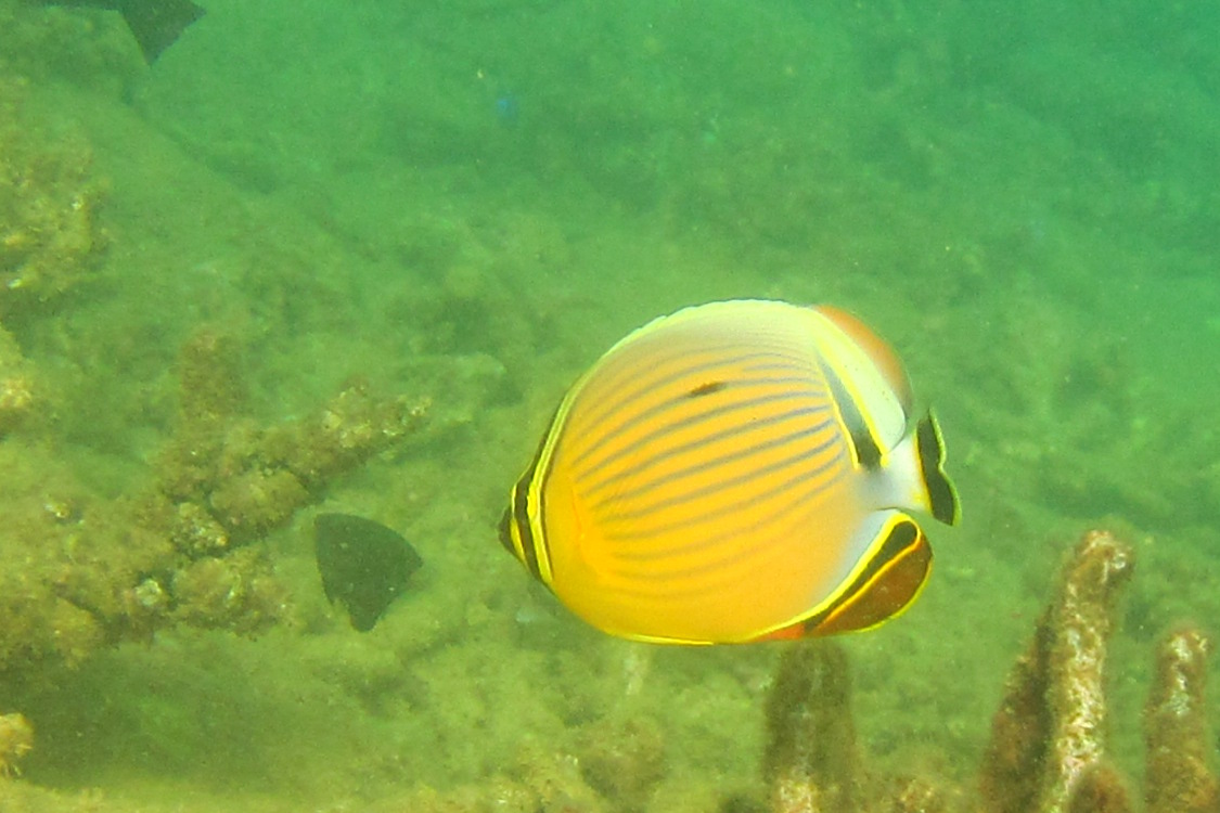 PoindimiÃ©.
Poisson papillon (une sorte en tout cas, car il y en a plein de diffÃ©rent).