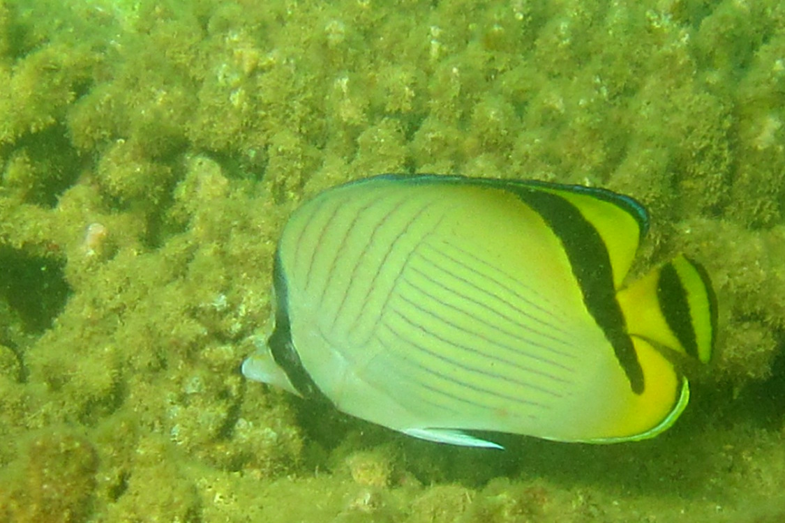 PoindimiÃ©.
Poisson papillon (une autre sorte...).