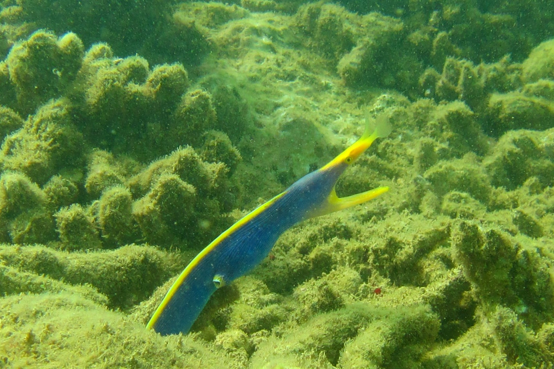 PoindimiÃ©.
La murÃ¨ne ruban. Elle tient son nom de la maniÃ¨re dont elle se dÃ©place quand elle veut bien sortir de son trou. On dirait un ruban de gymnaste.