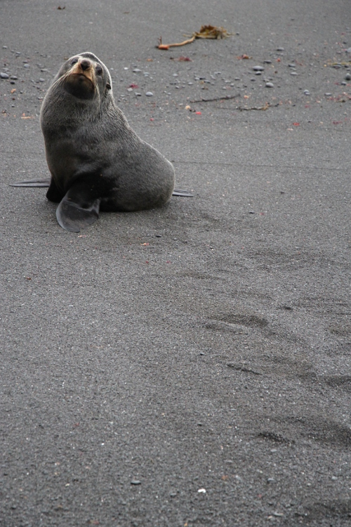 Cap Palliser.
Otarie Ã  fourrure.